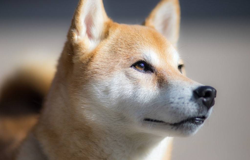 Enseigner le bon comportement face aux chiens